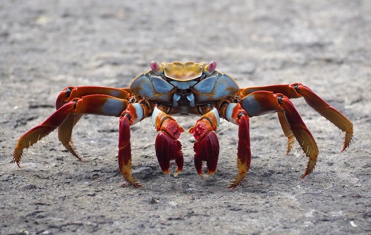 Exploring Variations The Leg Count in Different Crab Species