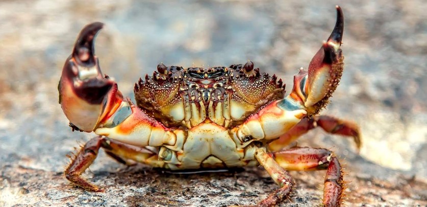 How Many Legs Does a Crab Have?