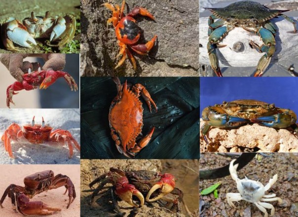 Regeneration and Adaptation The Resilience of the Crab