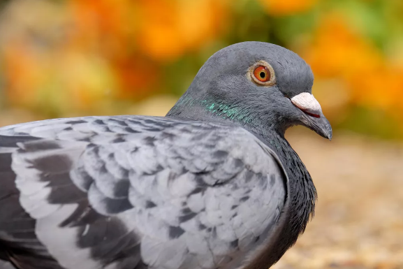 Pigeon Removal Methods – How Do Professionals Work?